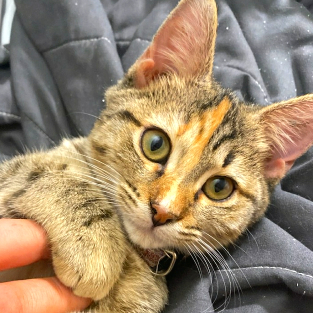 Meet your Posher, Chanel